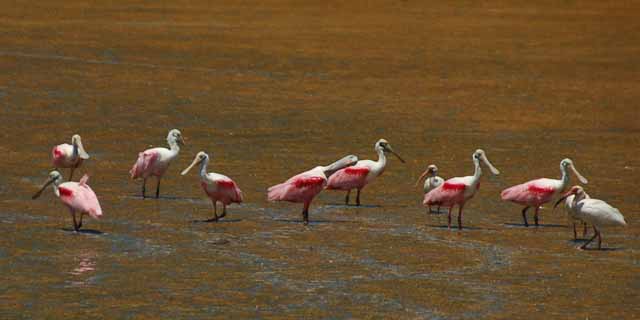 spoonbills